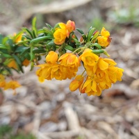 Berberis x stenophylla 'Corallina Compacta'